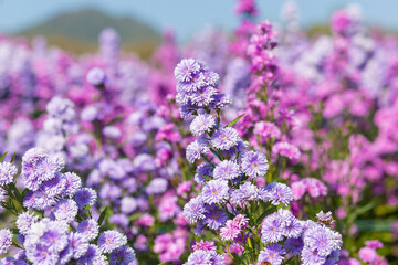 Obraz premium Purple Aster flower garden, flower head has star shape. Asters can grow in all hardiness zones. . It’s one landmark to photography in flower and natural view as a background.