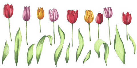 A set of bright marker hand drawn tulips. Flower illustration for the design of sites, posts, publications, paper, social networks, prints, your own designs