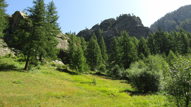 conifere sempre verdi montane