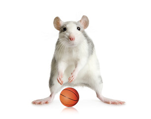 Funny little gray rat playing basketball