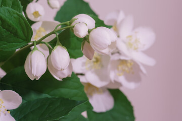 White jasmine flowers, close-up