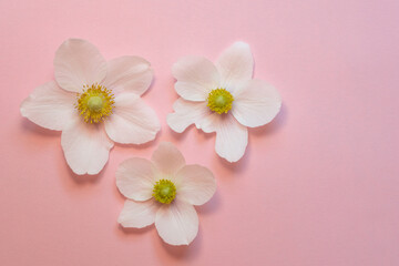 Naklejka na ściany i meble Snowdrop anemone windflower (Anemone sylvestris). White spring forest flower on pink background. Close-up