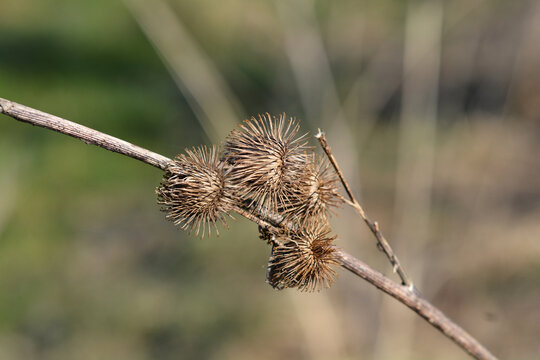 Lesser burdock