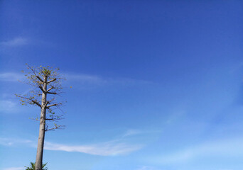 tree on blue sky background