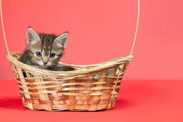 Fototapeta na wymiar A cute little striped kitten poses with a wicker basket in the studio on a red background. Studio shooting of animals.