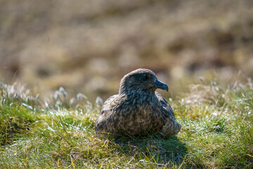 Close portrait of the Great Skua (Catharacta skua)