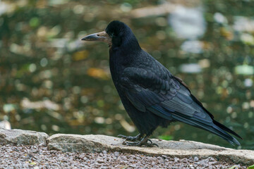 Carrion crow (Corvus corone) black bird standing on the ground.