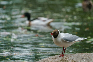 Black-headed Gull, chroicocephalus ridibundus, standing on the ground.