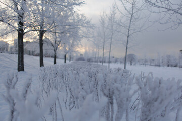 snow covered trees