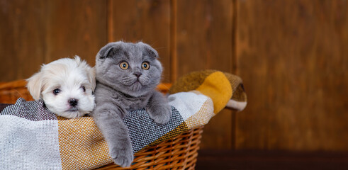 Fluffy gray lop-eared kitten lying next to little Maltese puppies in a wicker basket on a brown...