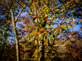 autumn golden and green leaves on a tree