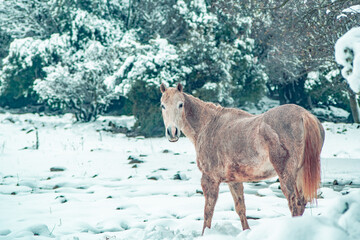 horse in winter, snow