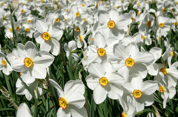 white daffodils in park, filling the picture