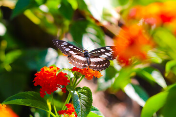 Fototapeta na wymiar butterfly in the nature 