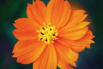 orange flower macro