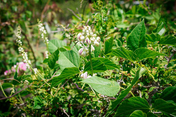 Corkscrew Snail Vine Vigna Caracalla plant flower