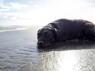 Dog on beach