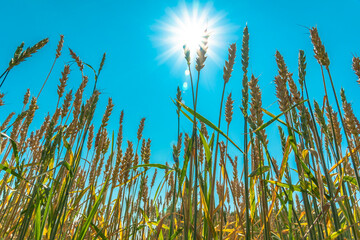 Obraz premium Growing grain crops in a field or meadow.Wheat ears are swaying in the wind against the background of sunlight and blue sky.Nature,freedom.The sun's rays will shine through the stalks of grain.Harvest