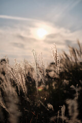 Obraz premium sunset in the field