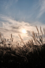 Fototapeta premium sunset in the field