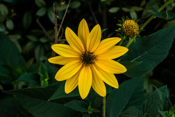 Fototapeta premium Coreopsis verticillata 10