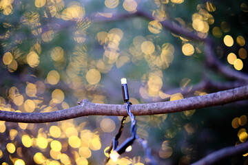 branch with leaves