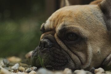 French Bulldog 