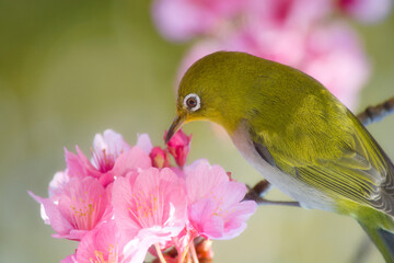 みどりとももいろ