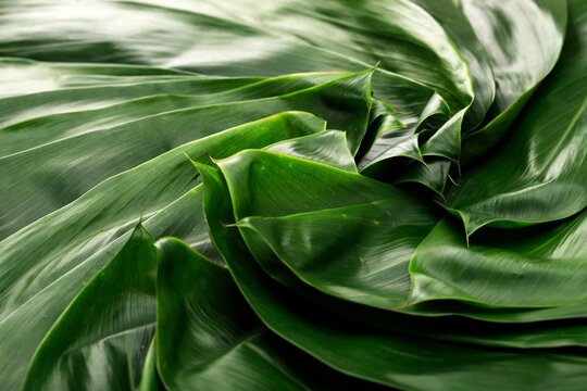 Zongzi Bacang Leaf Background