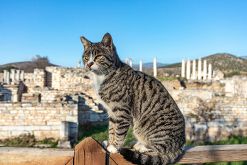 Cat is walking through the Afrodisias Ancient city ruins. (Aphrodisias) was named after Aphrodite, the Greek goddess of love. The UNESCO World Heritage. Aydın, Turkey.