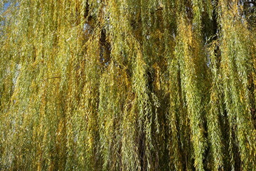 Yellow and green autumnal foliage of weeping willow  in November
