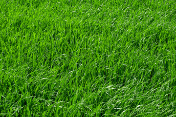 Background of fresh juicy green grass on the field