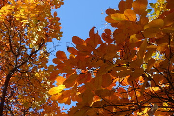 Bright blue sky and colorful autumnal foliage of Cotinus coggygria in November