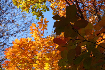 Fototapeta na wymiar Cloudless blue sky and colorful autumnal foliage of Cotinus coggygria in November