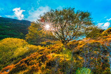 Autumn landscape with trees and sky on a sunny day