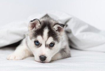 A small blue-eyed husky puppy lying under a blanket at home and laying his head on the bed with his paws outstretched © Ermolaeva Olga