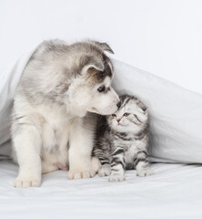 Fototapeta na wymiar A small blue-eyed husky puppy sniffs a striped kitten of a Scottish breed sitting under a blanket at home