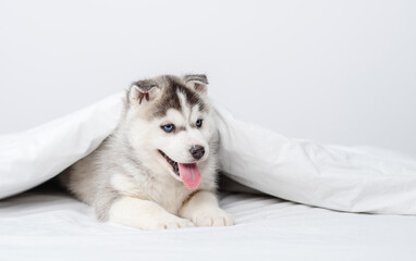 Little husky puppy lying under a blanket at home and sticking out his tongue in a smile