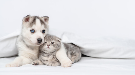 A small blue-eyed husky puppy and a striped kitten of a Scottish breed lying under a blanket at home and hugging