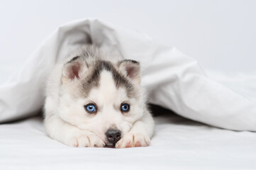 A small blue-eyed husky puppy lying under a blanket at home and laying his head on the bed with his...