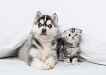 A small blue-eyed husky puppy and a tabby kitten of a Scottish breed lying under a blanket at home
