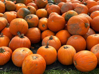 Kürbisverkauf, Selbstbedienung, Selbstbedienung, Wiese