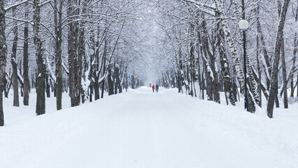 snow covered trees in the forest