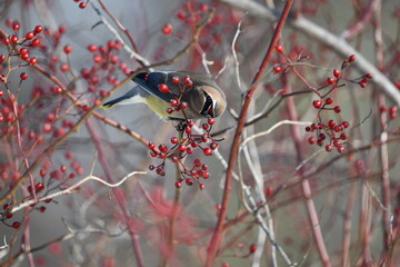 Colorful Cedar Waxwing bird in a berry bush eating berries