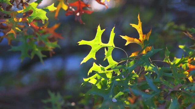Virginia autumn season with sunshine sunlight on yellow orange green autumn oak leaves colorful foliage fall leaf color closeup with blurry bokeh soft background