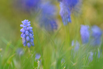 Grape Hyacinth Muscari armeniacum in close view in a garden in spring