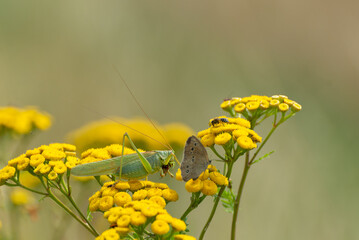 Wrotycz pospolity (Tanacetum vulgare) na którym ucztują paskonik zielony, motyl i pszczoła, polska przyroda. © Grzegorz