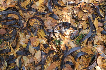 Seeds of acacia. Autumn leaves. Abstract background. Macro.