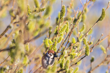 Budding tree with a Eurasian Tree sparrow