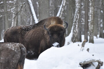 Animals - traditionally (since Aristotle) distinguished category of organisms, currently considered as a biological kingdom.